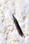 Coleophora