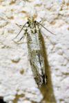 Morophaga choragella