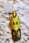 Agapeta zoegana