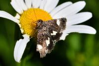 Tyta luctuosa