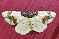 Ligdia adustata