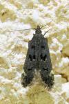 Dichomeris alacella