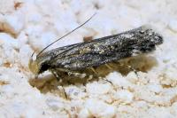Aroga velocella