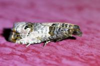 Notocelia roborana