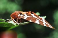 Arctia caja