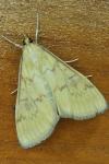 Ostrinia nubilalis