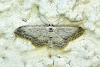 Idaea seriata