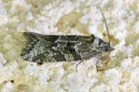 Cnephasia