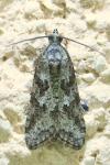 Cnephasia