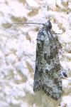 Cnephasia