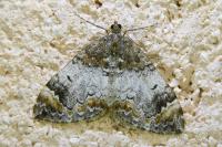 Dysstroma truncata