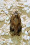 Ditula angustiorana