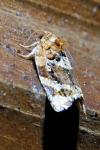 Argyrotaenia ljungiana