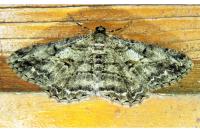 Peribatodes rhomboidaria