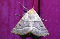 Crocallis elinguaria
