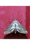 Cataclysta lemnata