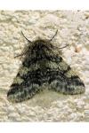 Lycia hirtaria