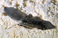 Aleucis distinctata