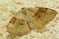 Plagodis pulveraria