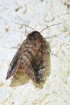 Cosmia pyralina