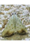 Evergestis extimalis