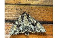 Apamea monoglypha