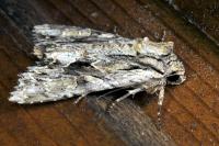 Apamea monoglypha