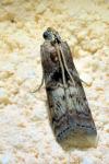 Phycita roborella