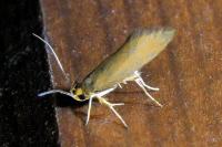 Crassa unitella