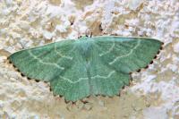 Thalera fimbrialis