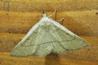 Paracolax tristalis