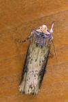 Axylia putris