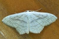 Scopula nigropunctata