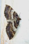 Earophila badiata