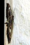 Earophila badiata