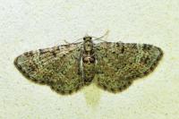 Pasiphila chloerata