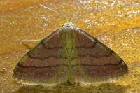 Scopula rubiginata