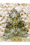 Hecatera dysodea