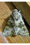 Hecatera dysodea