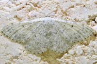 Scopula marginepunctata