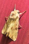 Apamea lithoxylaea
