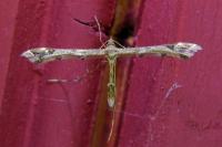 Amblyptilia acanthadactyla