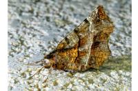Selenia dentaria