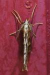 Selenia dentaria