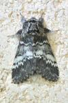 Drymonia ruficornis
