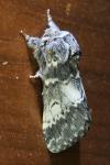 Drymonia ruficornis
