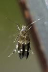 Mompha subbistrigella