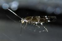 Mompha subbistrigella