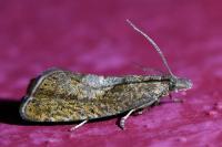 Dichrorampha simpliciana