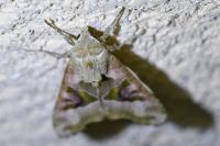 Phlogophora meticulosa